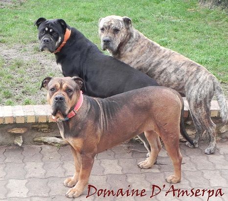 Du Domaine D'amserpa - Paris Dog Show