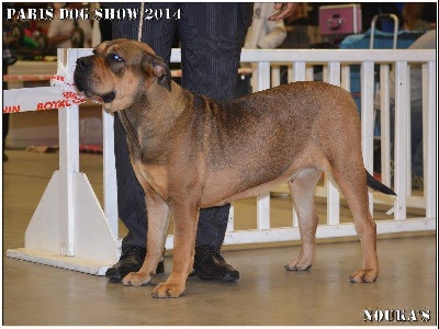 Du Domaine D'amserpa - Isla Bonita, meilleure de race au Paris Dog Show