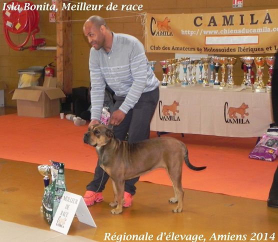 Du Domaine D'amserpa - Isla Bonita, meilleure de race à la Régionale d'élevage à Amiens