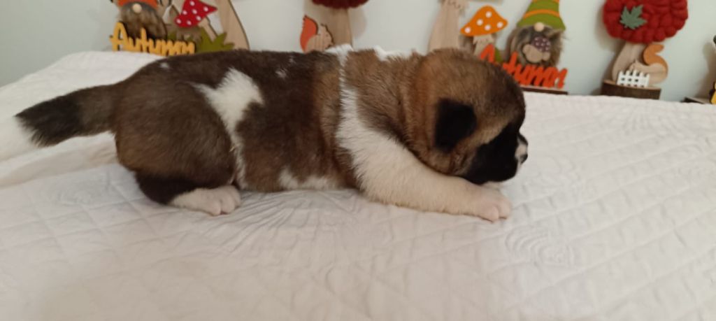 Du Domaine D'amserpa - Chiot disponible  - Akita americain