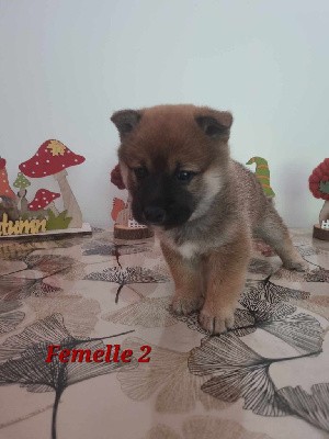 Femelle 2