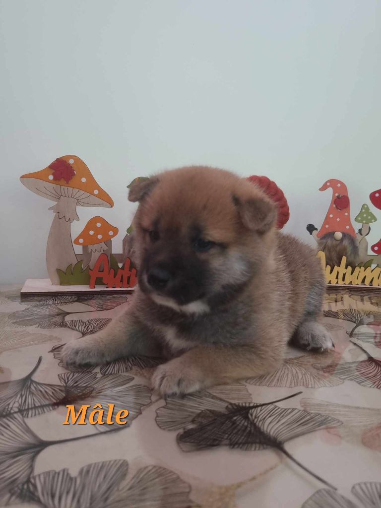 Du Domaine D'amserpa - Chiot disponible  - Shiba