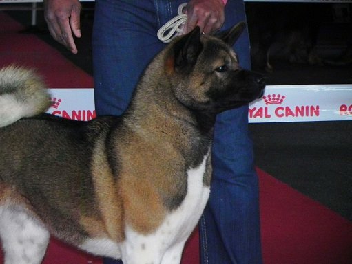 Jayce la superbe du Haras des Pierres de Lune