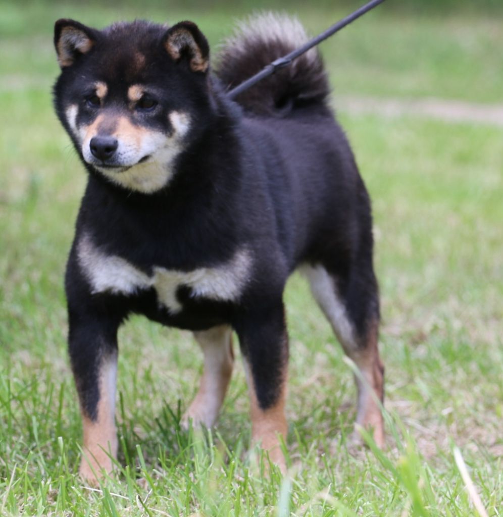 Tweedy De La Source Des Rochettes