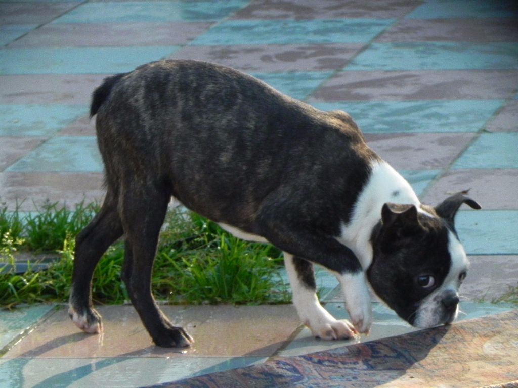 Du Domaine D'amserpa - Chiot Boston Terrier Mâle Disponible