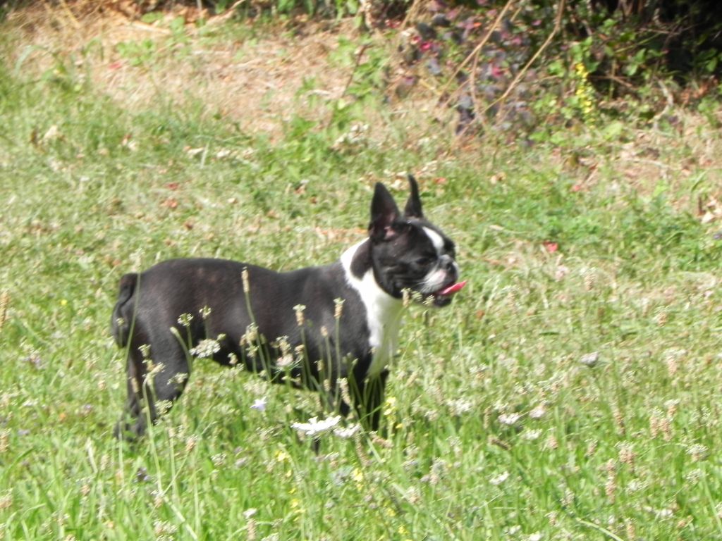 Du Domaine D'amserpa - A placer Jeune chienne Boston Terrier 14 mois