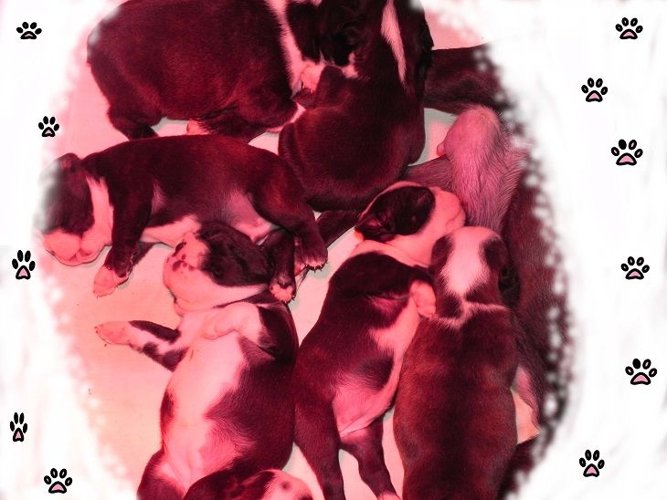 Du Domaine D'amserpa - Naissance des bébés de lovely et joey