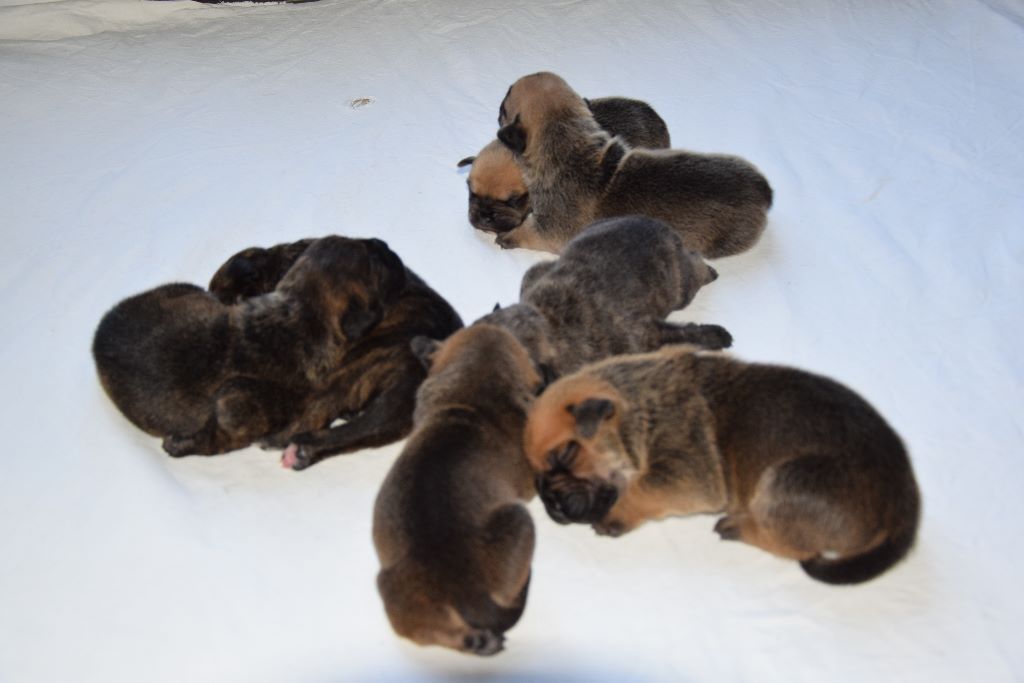 Chiot Dogue de Majorque Du Domaine D'amserpa