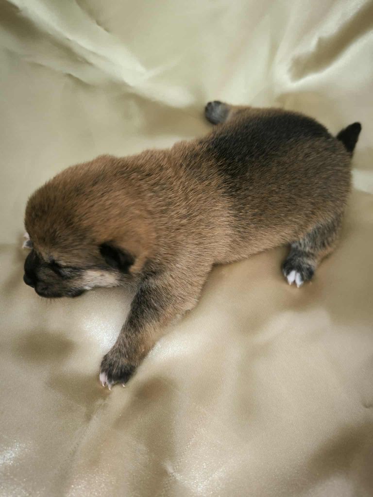 Du Domaine D'amserpa - Chiots disponibles - Shiba