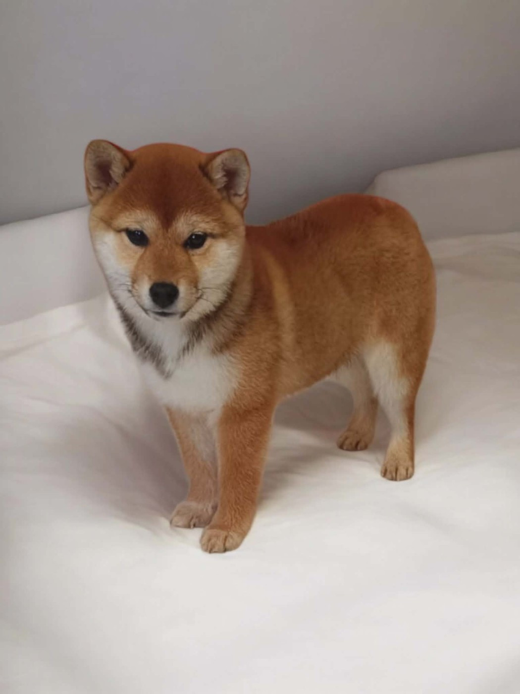 Du Domaine D'amserpa - Chiots disponibles - Shiba
