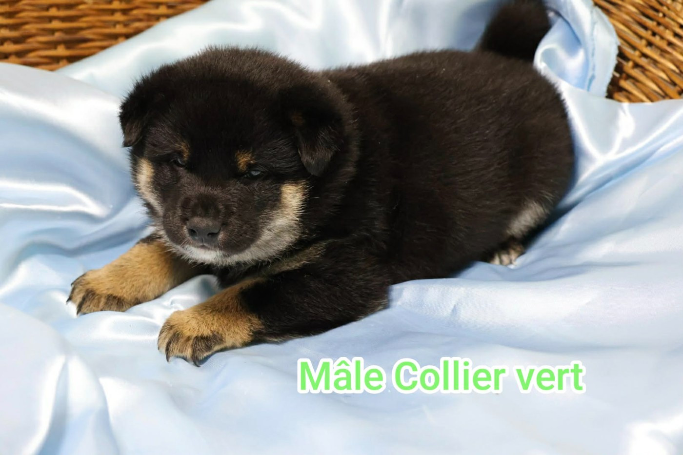 Du Domaine D'amserpa - Chiots disponibles - Shiba