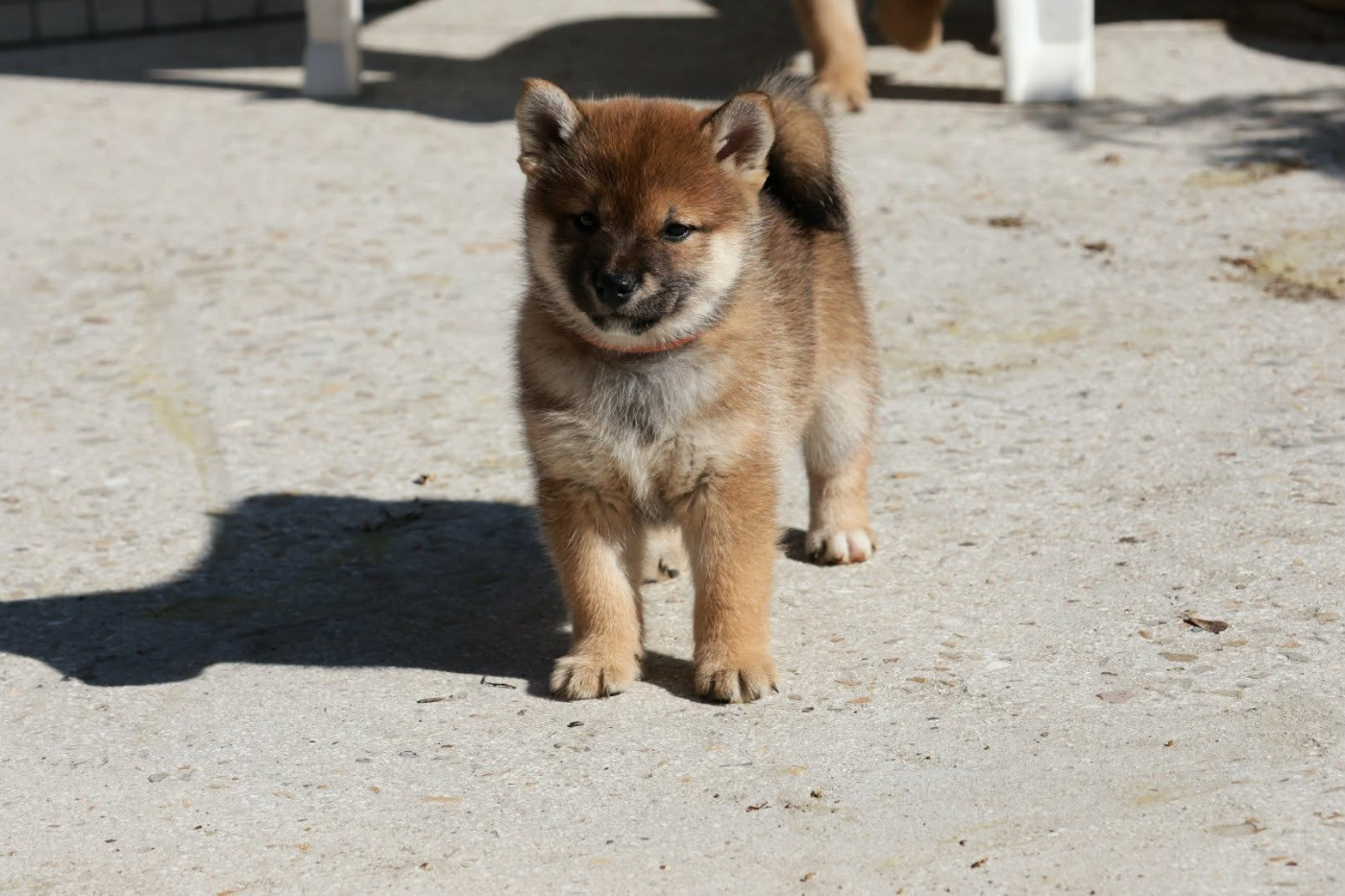 Du Domaine D'amserpa - Chiots disponibles - Shiba