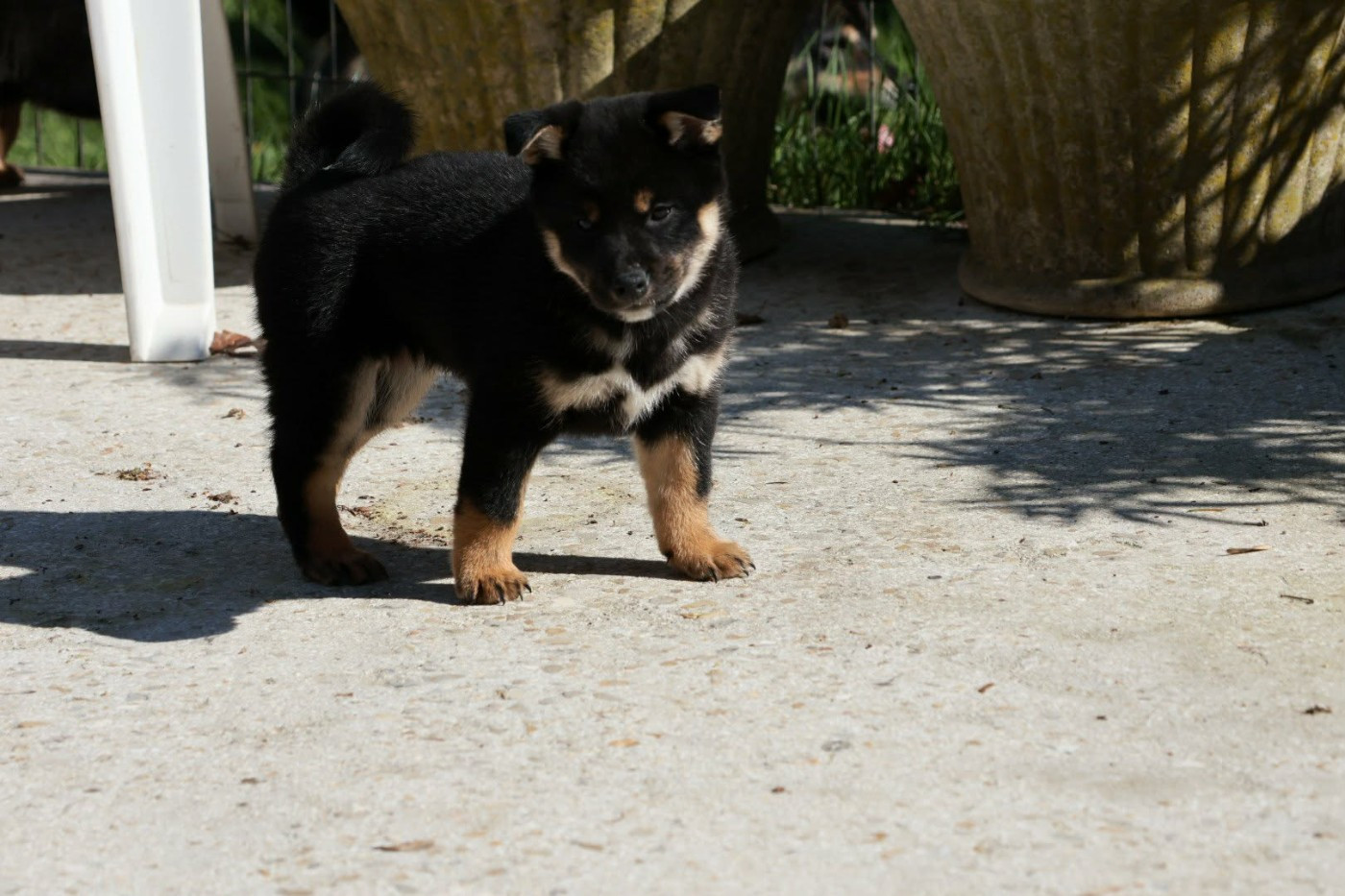 Du Domaine D'amserpa - Chiots disponibles - Shiba