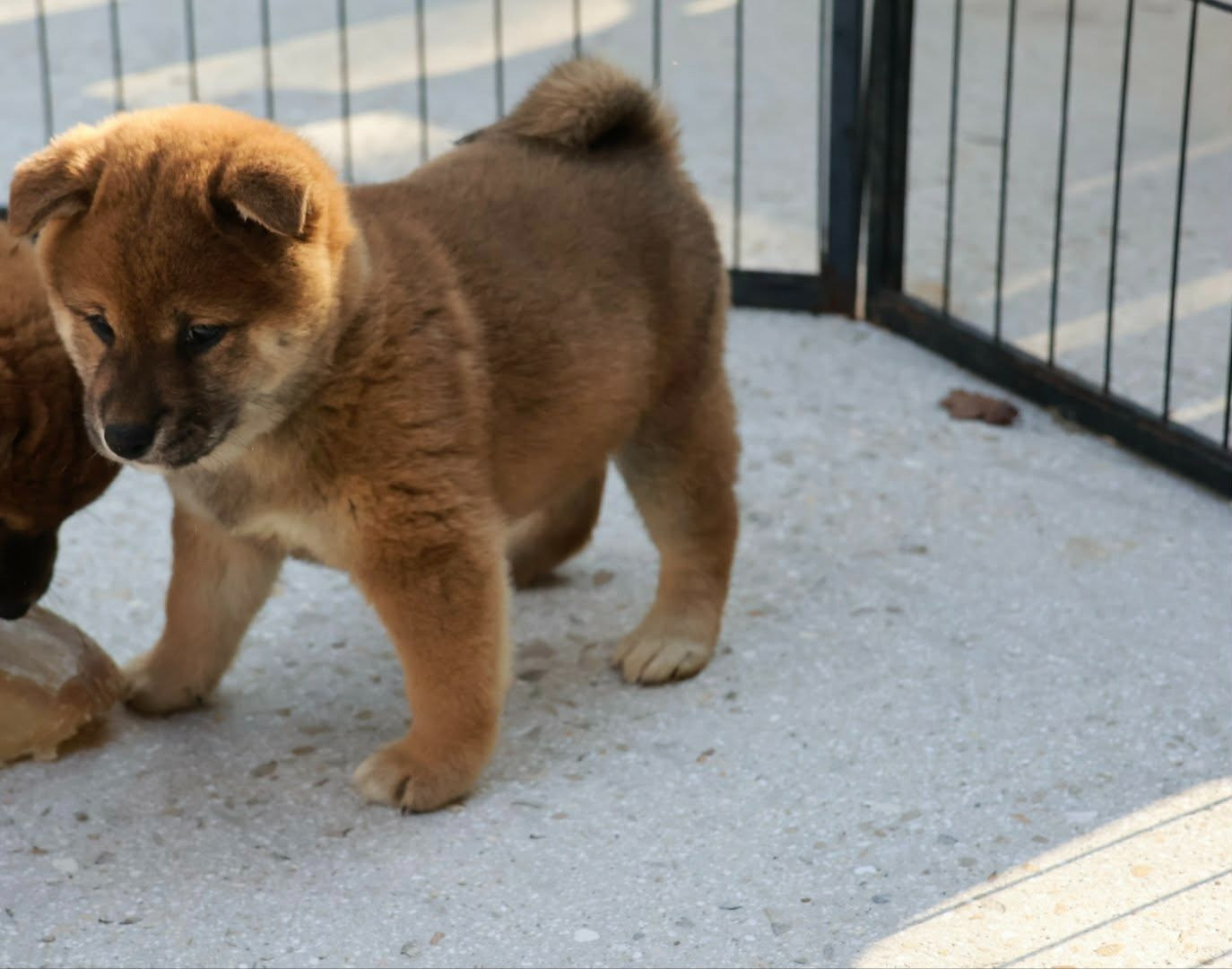 Du Domaine D'amserpa - Chiots disponibles - Shiba
