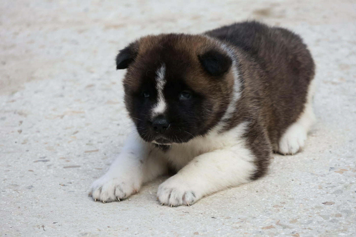 Du Domaine D'amserpa - Chiots disponibles - Akita americain