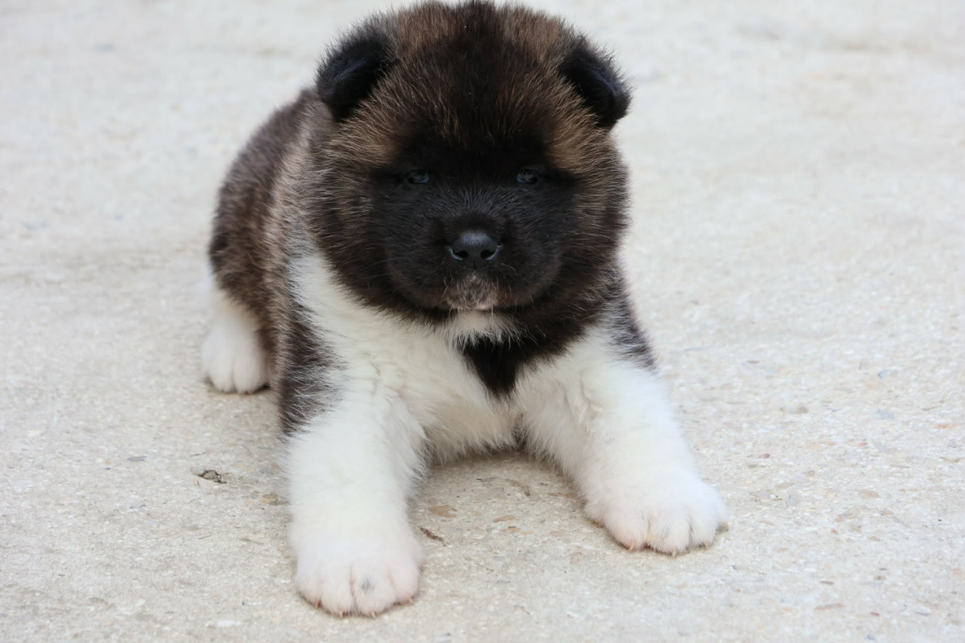Du Domaine D'amserpa - Chiots disponibles - Akita americain