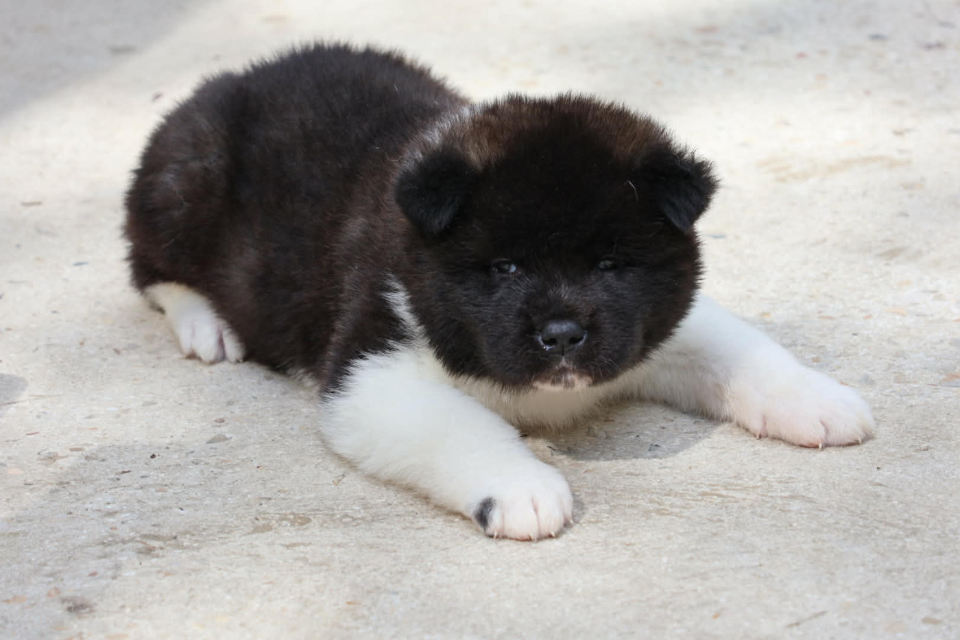 Du Domaine D'amserpa - Chiots disponibles - Akita americain