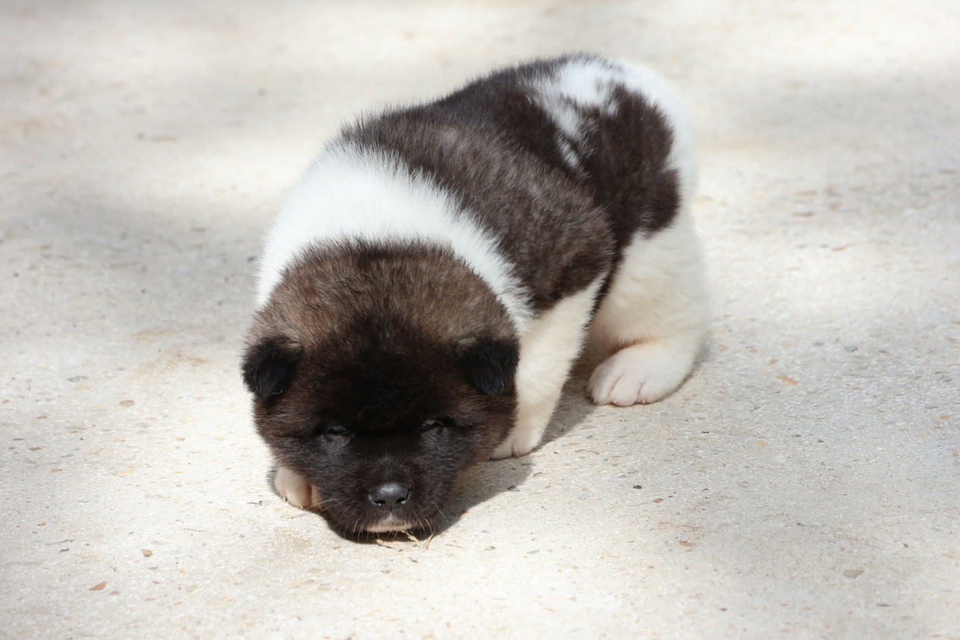 Du Domaine D'amserpa - Chiots disponibles - Akita americain
