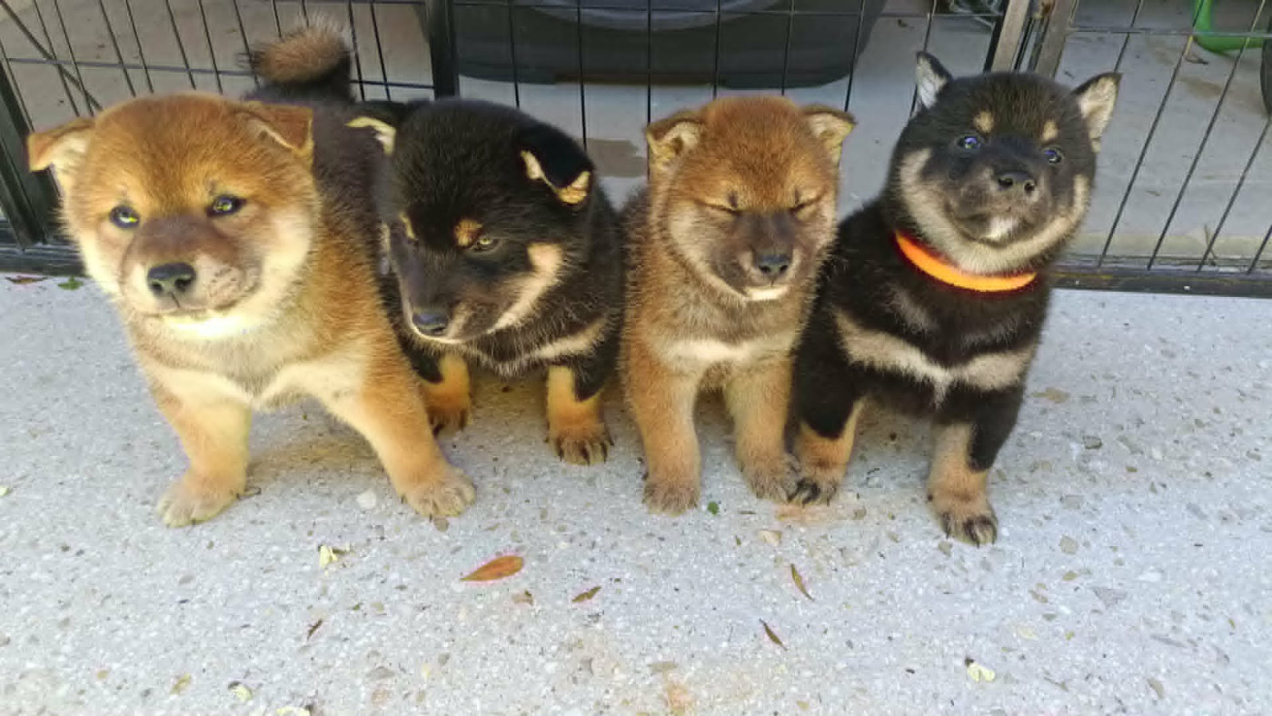 Chiot Shiba Du Domaine D'amserpa