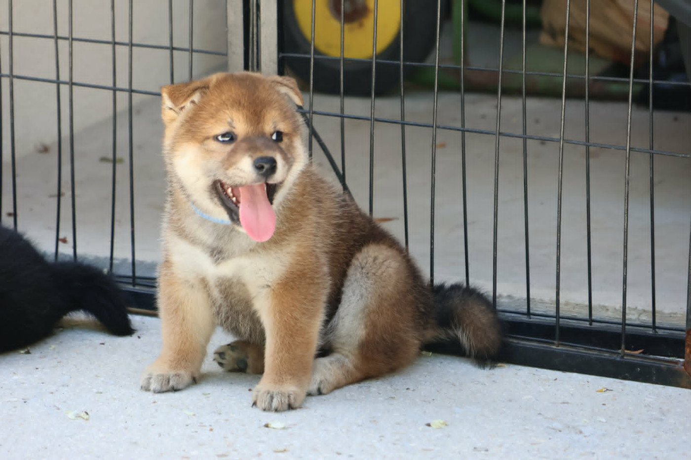Du Domaine D'amserpa - Chiots disponibles - Shiba