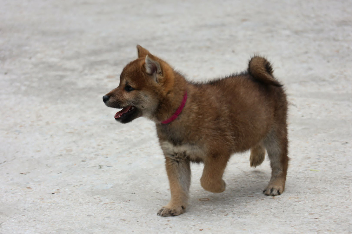 Du Domaine D'amserpa - Chiots disponibles - Shiba