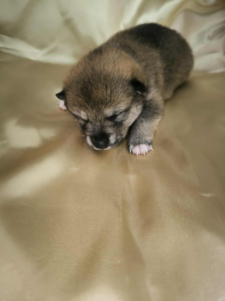 Du Domaine D'amserpa - Chiots disponibles - Shiba