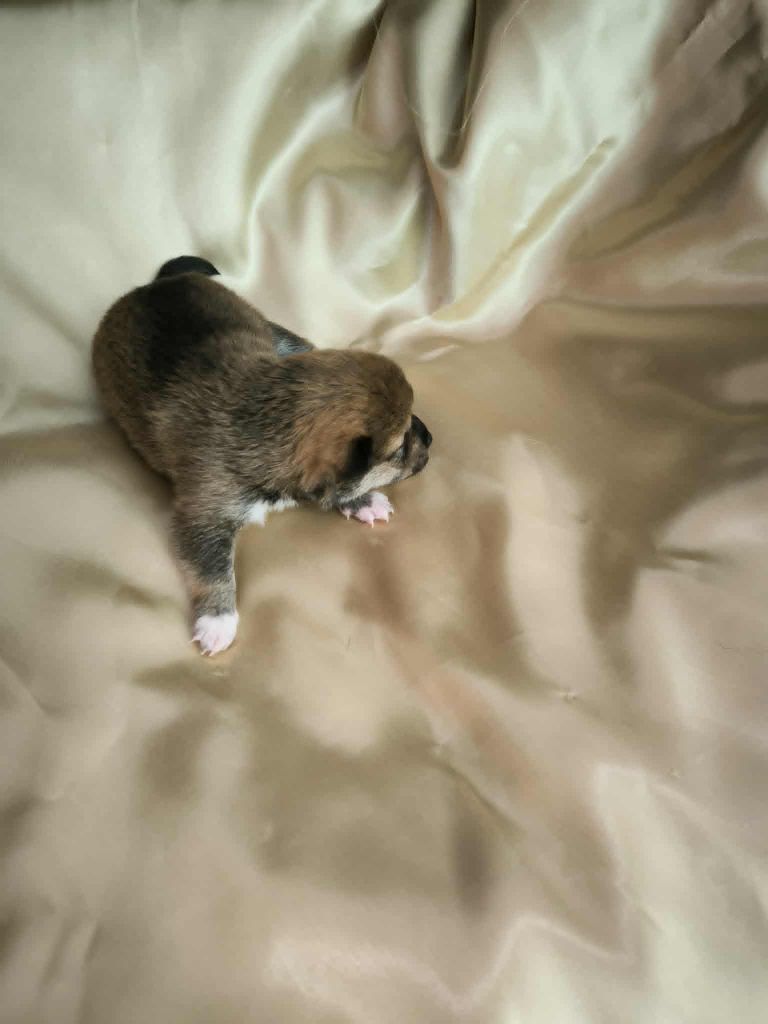 Du Domaine D'amserpa - Chiots disponibles - Shiba