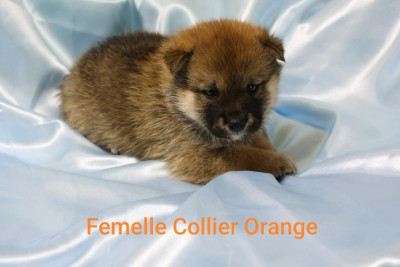 Femelle collier orange