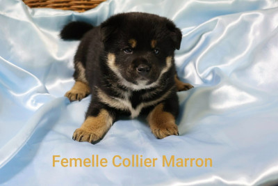 Femelle collier marron