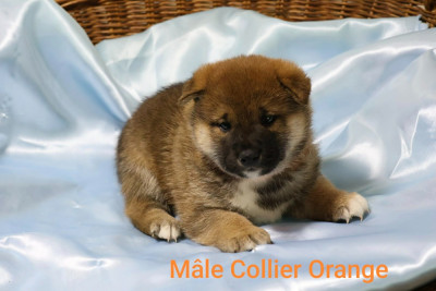 Mâle collier orange