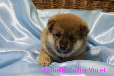 Femelle collier violet