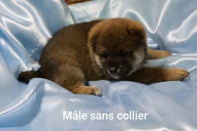 Mâle sans collier