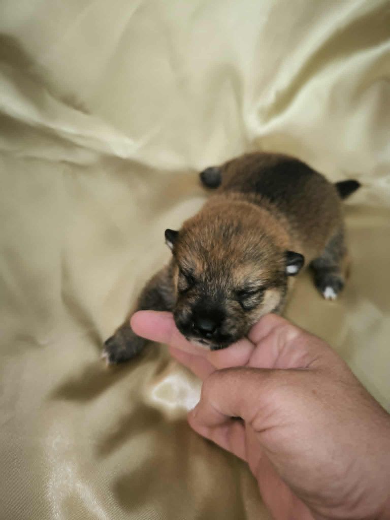 Du Domaine D'amserpa - Chiots disponibles - Shiba