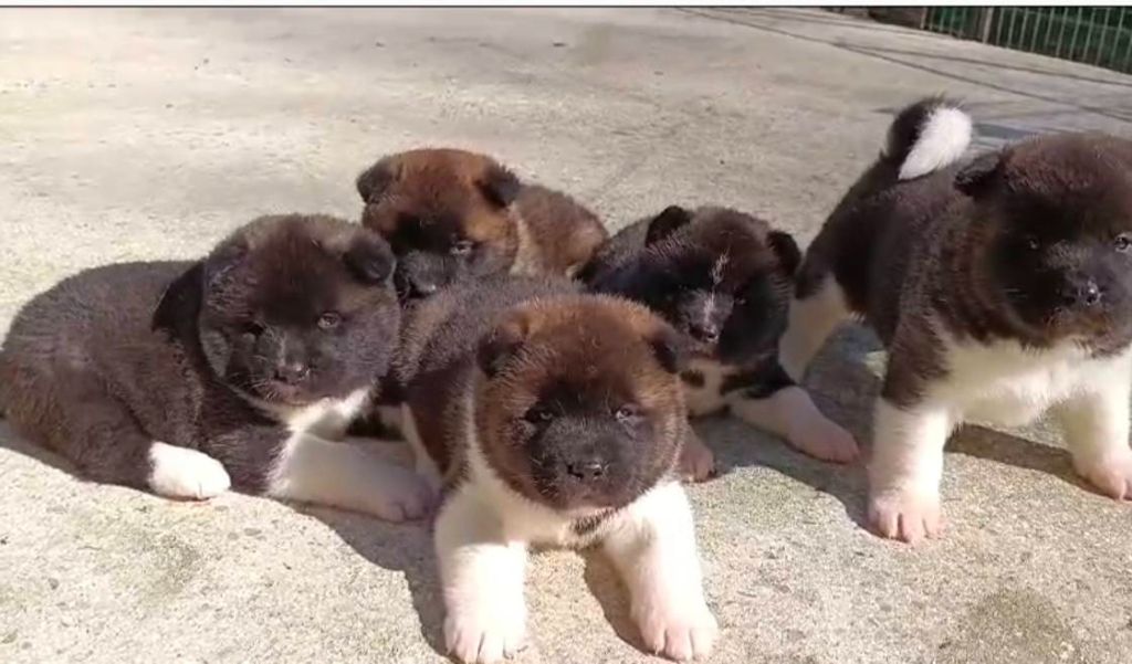 Du Domaine D'amserpa - Chiots disponibles - Akita americain