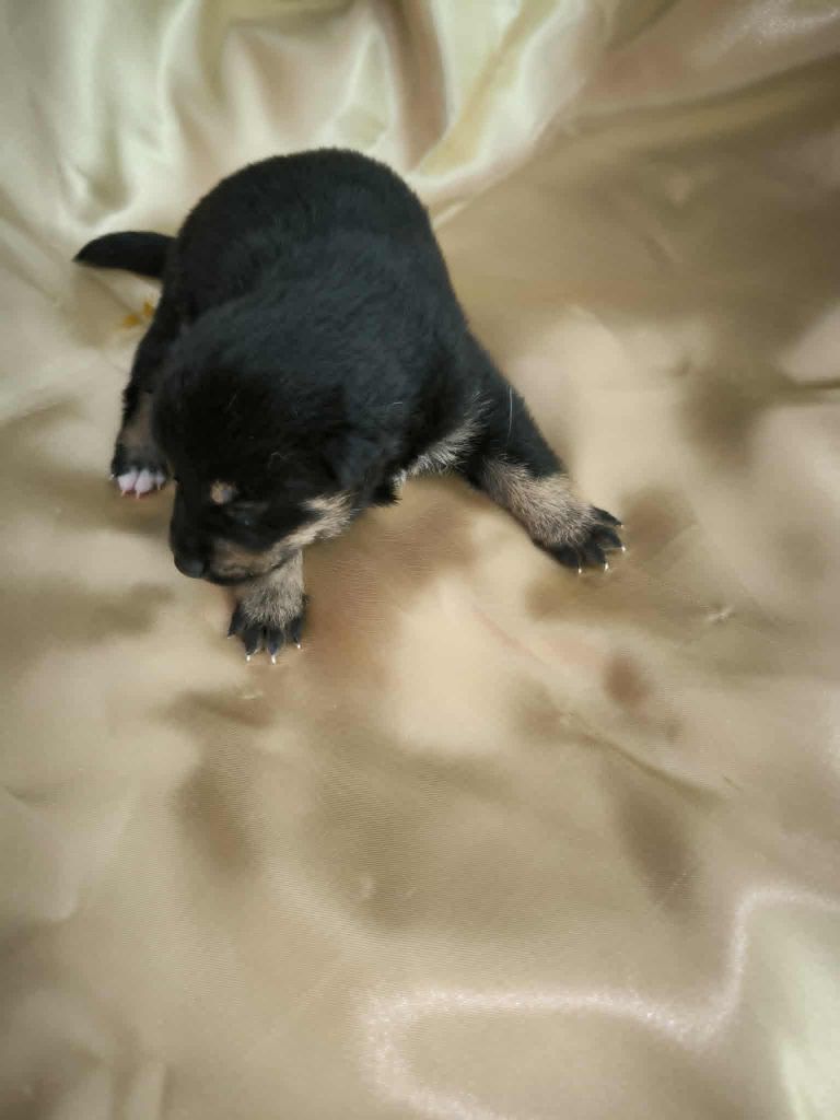 Du Domaine D'amserpa - Chiots disponibles - Shiba
