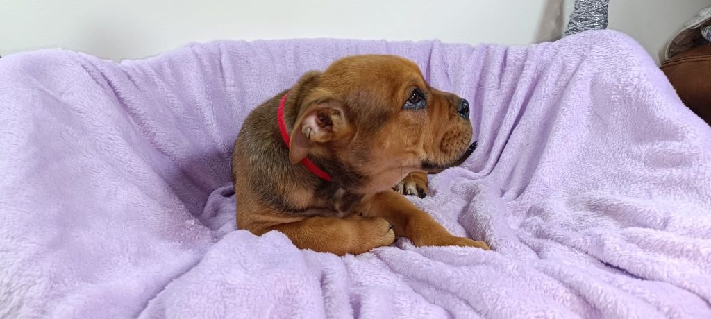 Du Domaine D'amserpa - Chiots disponibles - Dogue de Majorque